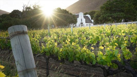 Groot Constantia: A Journey Through Time, Wine, and Heritage